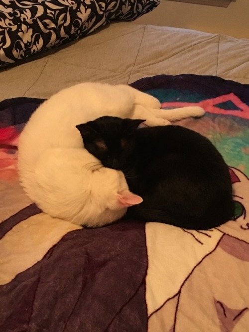 mooncrisespower:  My kitties Luna and Artemis :) 🌙