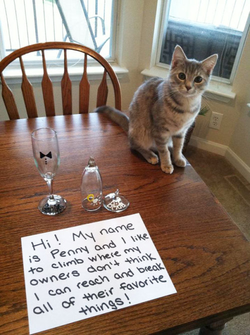 letslivlavlaf:Guilty Cats Confessing For Their Crimes