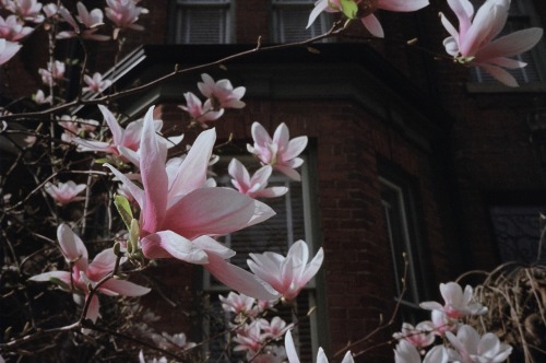 Magnolias;Grace Street;Toronto -Spring 201535mmOlympus Stylus Epic