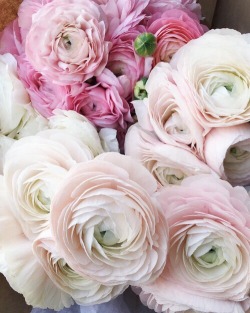 cravehiminallways212:Ranunculus. 💖 A favorite.