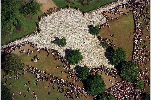 Porn photo historicaltimes:  An aerial view of the flowers