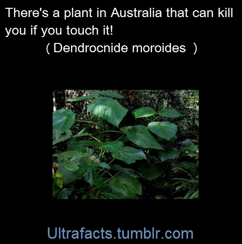 ultrafacts:  Sources: 1 2 3 4 5 6 7 8 9 For more facts on your dash, follow Ultrafacts