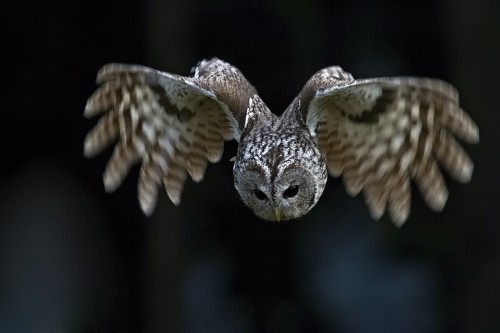 fairy-wren:  Tawny Owl (photo by Tomas Hilger) porn pictures