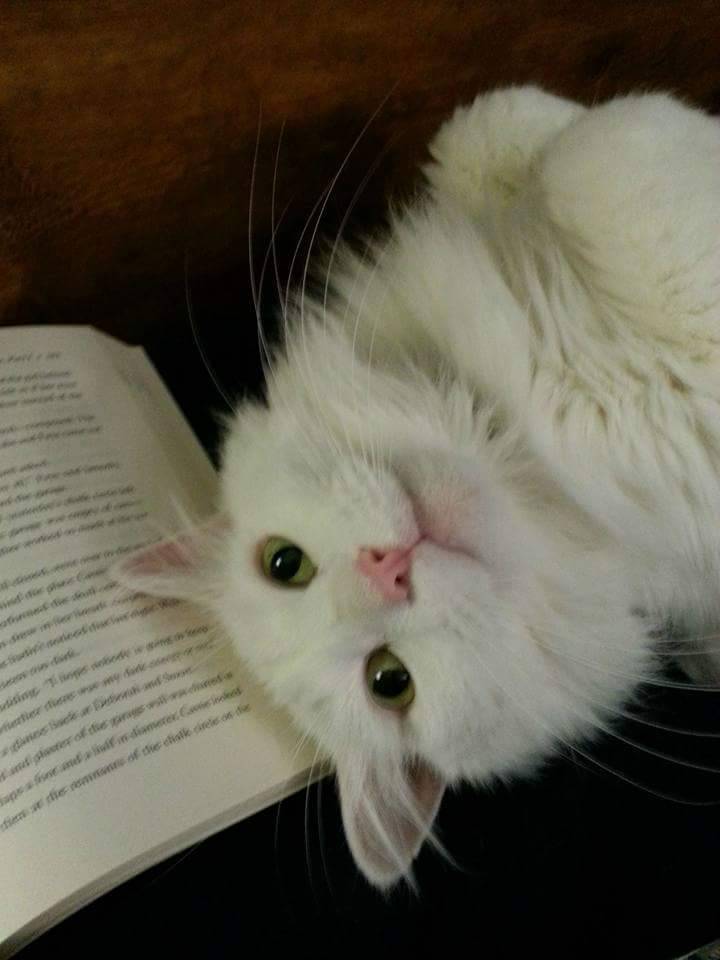 imponuar:  Momento tierno del día.
