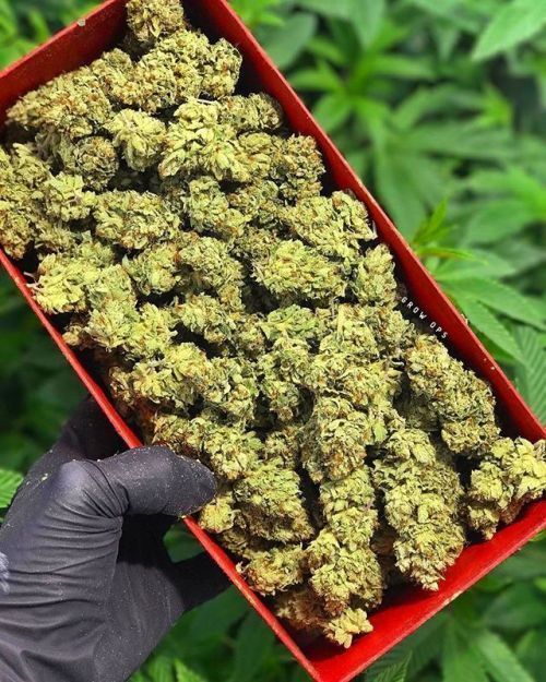 wegethighagain:weed