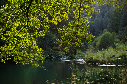 McCloud RiverNature Conservancy//fractured sanctuary//