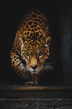 ethilee:  worldfam0us:  Jaguar | WF   I want to be hunted, to be devoured…..