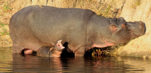 Safari. Kruger Park. South Africa/África do Sul. Jul/12 by EBoechatVia Flickr:Safari. Kruger Park. S