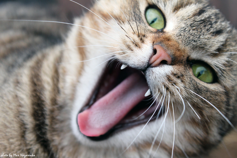 magical-meow:  by Mae  