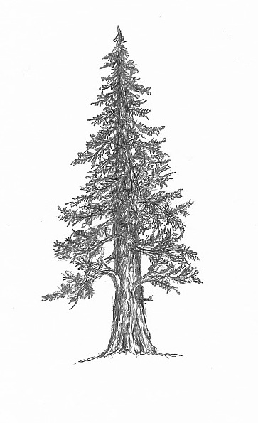 Share 76+ tree pencil sketch images latest - in.eteachers