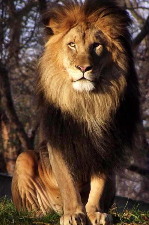 vestorlda:  Al leon yo lo llevo en el corazon Al leon yo lo llevo en el corazon porke