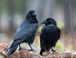 faerieforests:ravens by Lauri Tammik