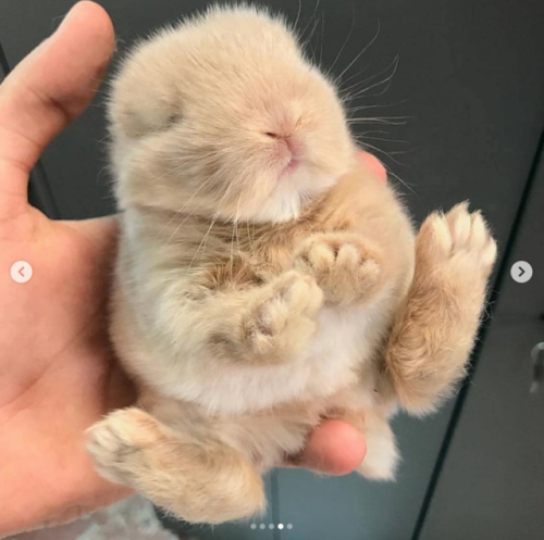 babyanimalgifs: The roundest baby buns