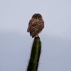 cactiheart:  burrowing owl // beckstei