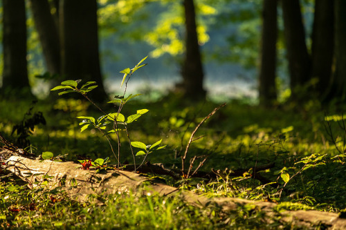 90377:Buczyna Nature Reserve, Przyłęk, PL by Jacek Ksiazek