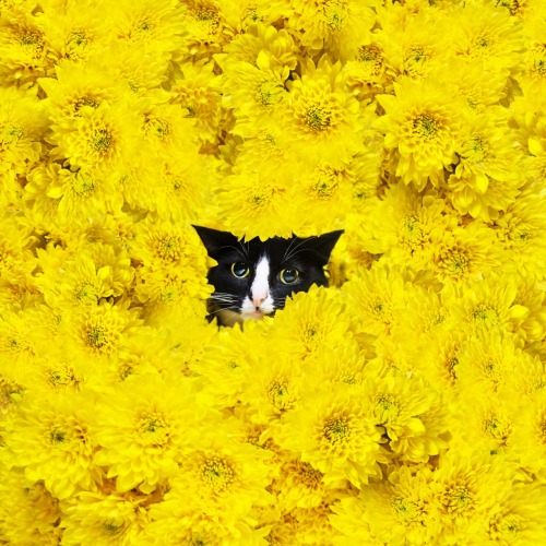 princesscheeto: You can’t see meh, I’m a flower.