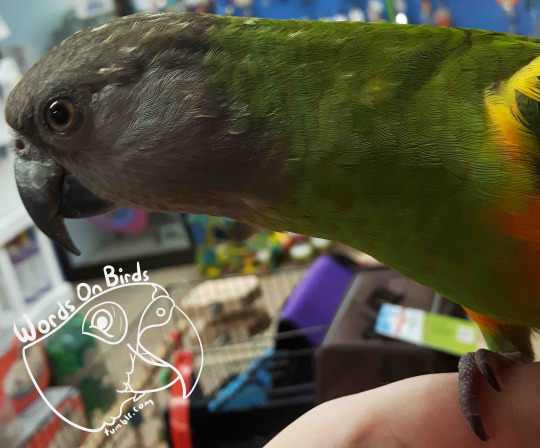 Birds have two modes