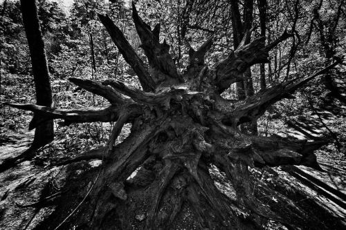 Explosion#lithuania #nature #natural #wild #spring #tree #roots #blackandwhite #bnw #bnwphotography 