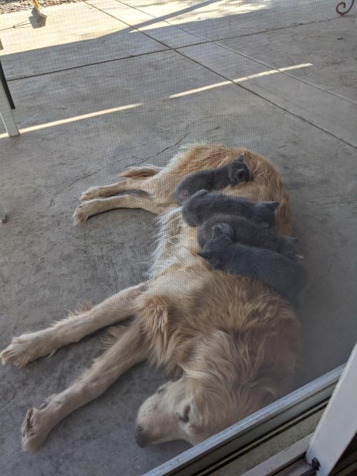 golden-retriever-overload