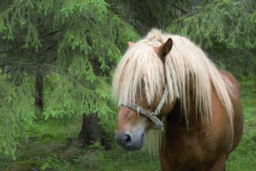 morganathewitch:Horse in the forest~