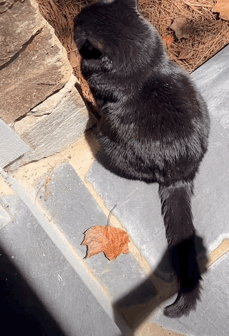 .🐈‍⬛