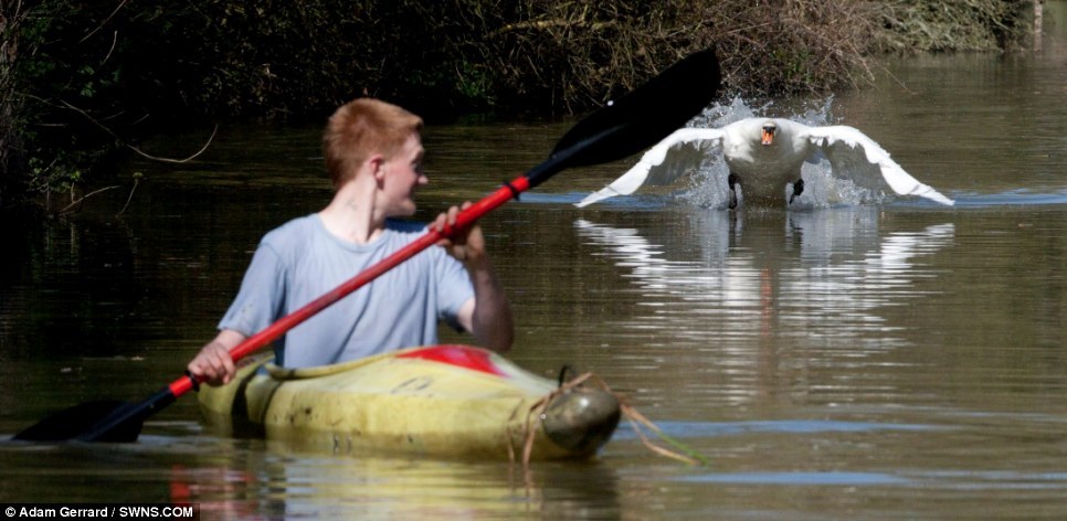 batreaux:  unexplained-events:  Tyson the Swan Tyson will attack you if you come