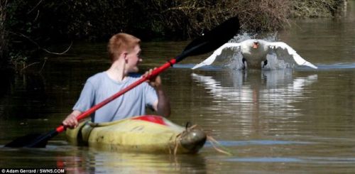 unexplained-events:  Tyson the Swan Tyson will attack you if you come within a two-mile stretch of the Grand Union Canal in Bugbrooke, Northamptonshire. Joe Davies learned this the hard way and capsized. SOURCE