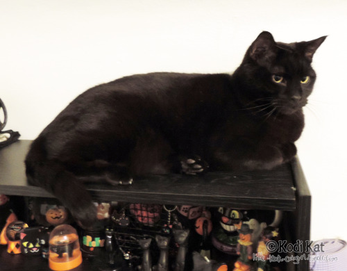 little-black-catgirl:Omen looking cute on my shelves of blackcat items!