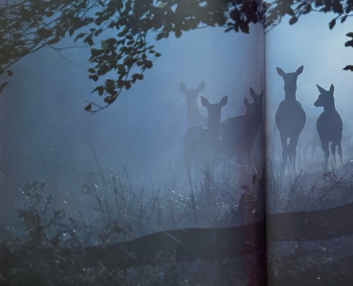 Red Deer Gather On A Misty Morning In Richmond Park, London. Deer Have Been Grazing This Parkland Since