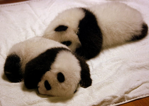 my-teen-quote:  feeling sad? look at this baby animal blog!