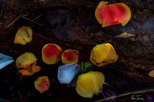 Flowers I found on the rocks at Orchard beach #flowers #flowersofinstagram #flowerslovers #colorht