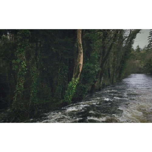 Ancient twisting vines on a lone tree at the edge of a flooded forest. Winter in Ireland is a harsh 