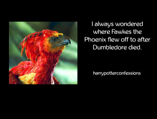 artysexual:   harrypotterconfessions:  I always wondered where Fawkes the Phoenix flew off to after Dumbledore died.     (and why is finding a decent picture of Fawkes so hard?)  I guess he……….  Fawked off.    and we have a winner!
