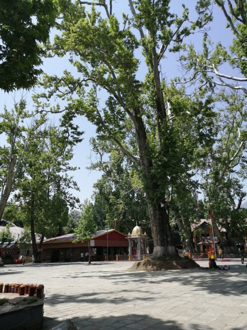 Mata Kheer Bhawani, Tulamula, Kashmir Kashmiri Hindu @Battakashmiri wrote : नमस्तस्यै नमस्तस्यै नम