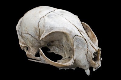 A skull of the common domesticated house cat.