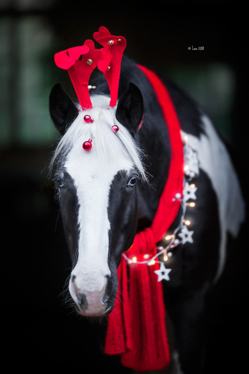 lainphotography:Christmas Horsies