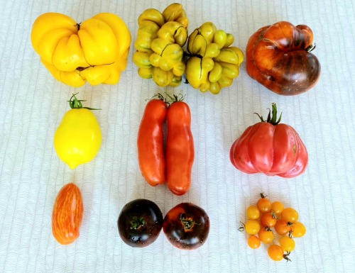 Some more tomato varieties.These are: Beauty Lottringa Orange, Phil’s Two, Afternoon Delight, Citron