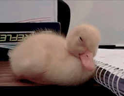 thebrokengayartist:  No tengo sueño