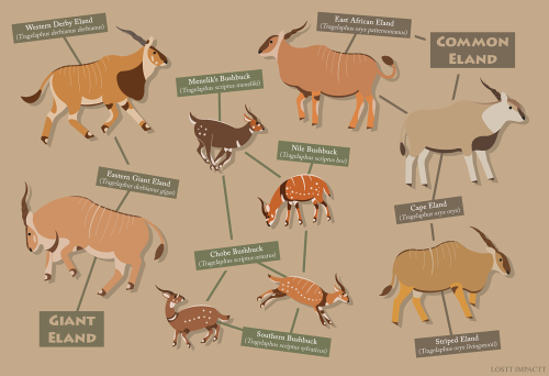 Bovidae (Antelopes, Cattle, and Goat-Antelopes)*not every single recognized species and subspecies i