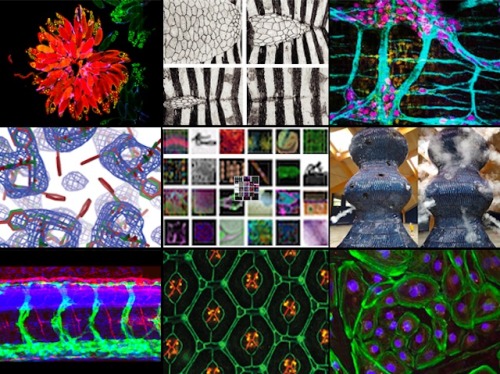 bpod-mrc: Follow the Science BPoD is 10 years old! With over 3650 images from biomedical research ac