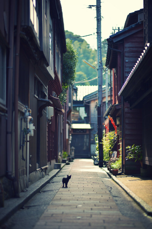 iesuuyr: 街中のねこ by   	eiji ienaga 	  	 				 					 						 					 				 			  	   