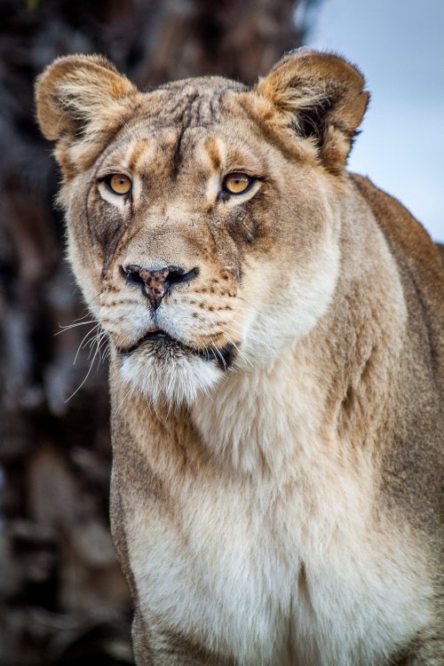 sdzsafaripark:Queen Lioness by Don Heffern