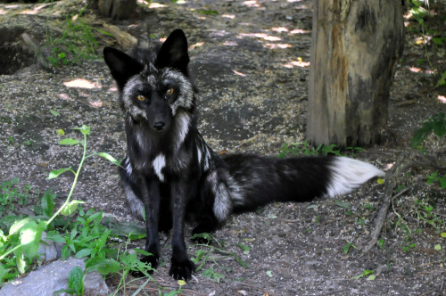 gloomytreehouse:Silver Fox (by kingarfer)