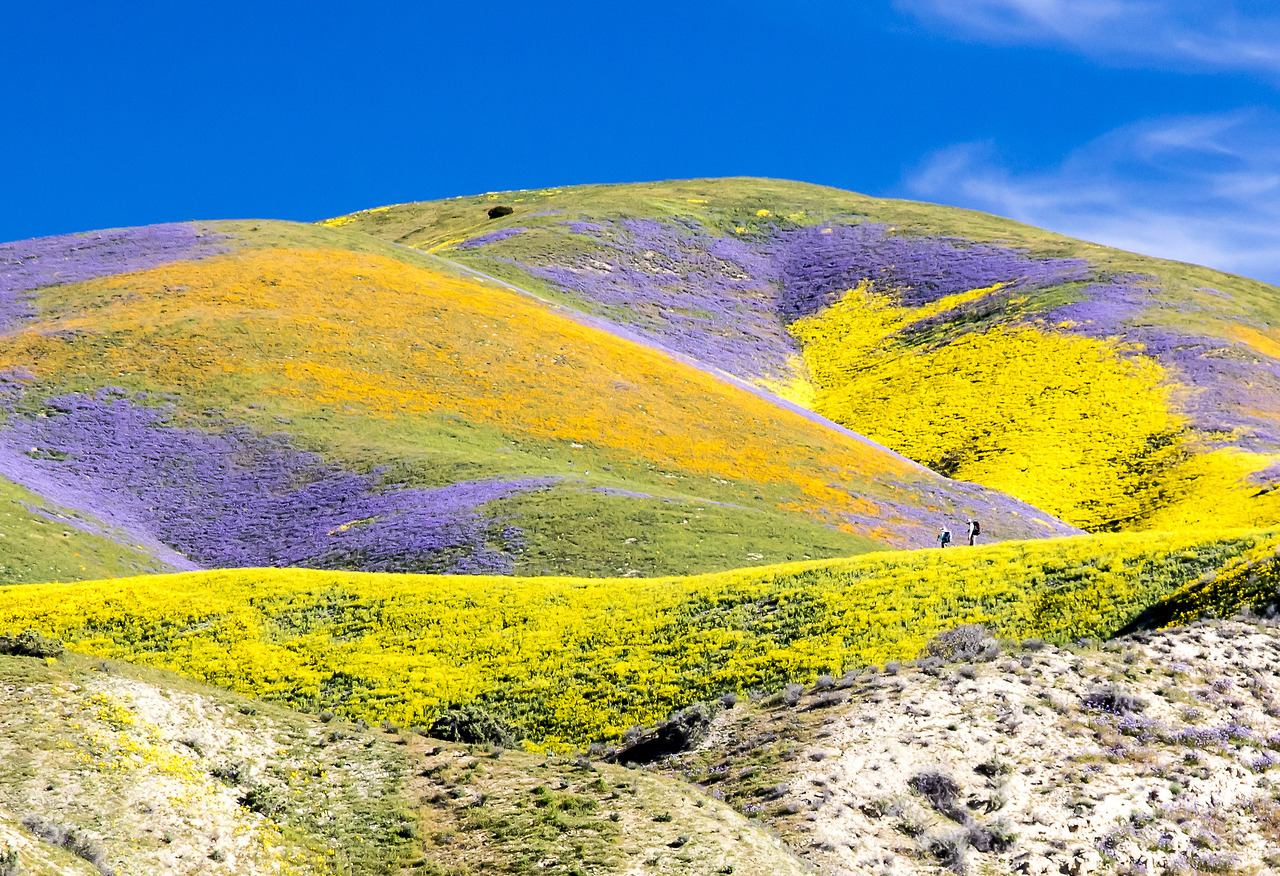 americasgreatoutdoors: The superbloom has migrated north to California’s Central