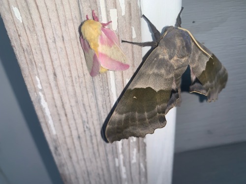 SO MANY MORE MOTHS THIS MORNING??????