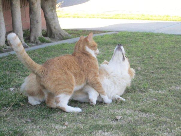 twosillycorgis:  Throw back Thursday to the romance between Jiggles and Sunny the