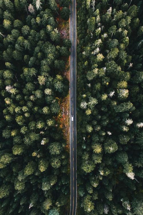 be-happy-and-enjoy-the-life:California these look like tiny brocollis