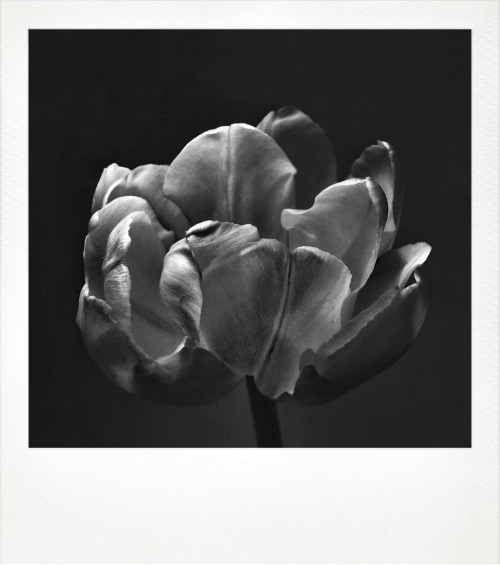 d-o-l-c-e:  chriscolls:  tulip / new york  Amazing xx