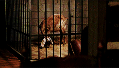 world-of-walkers:    You shot at me.I fed you.Please don’t hurt her.   