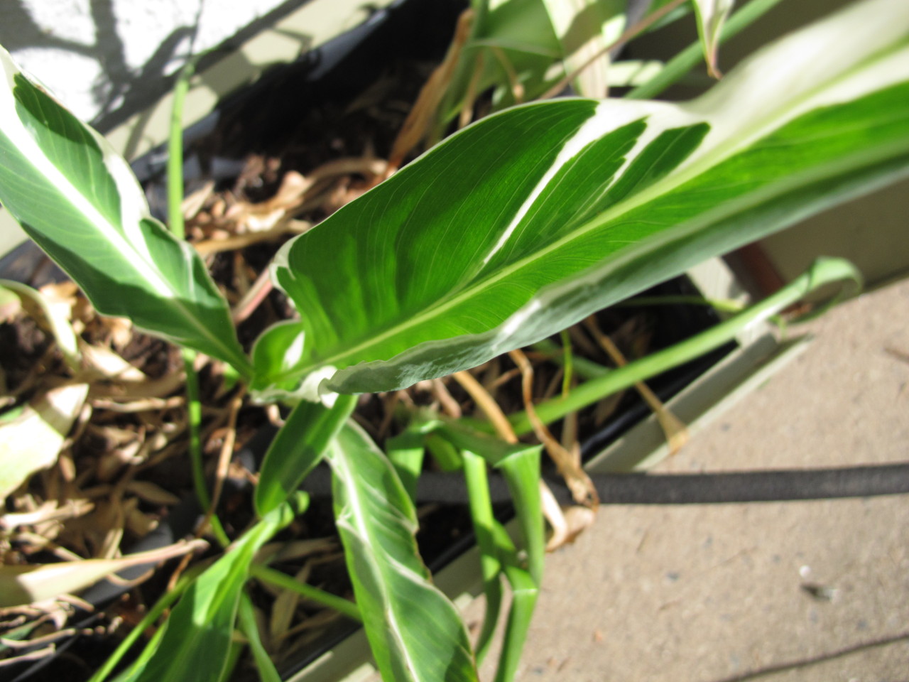 Cannas are getting harder to come by. My usual catalog source now only sells a fraction of what they used to, as virus has become a serious problem for the species. On top of that, I thought I had lost all of mine during the long and cold winter, as...